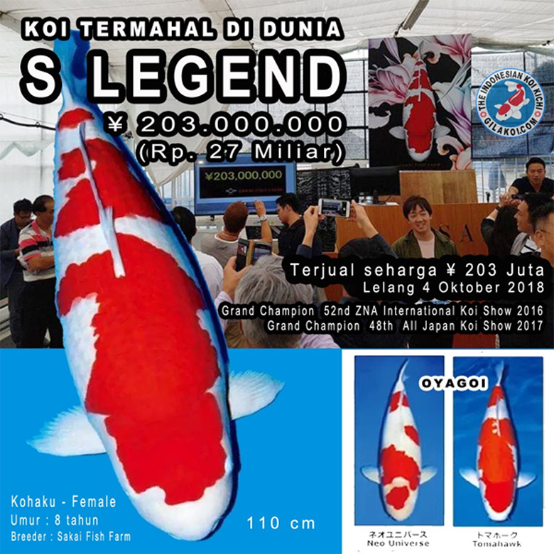 Inilah  Ikan Koi Termahal di Dunia